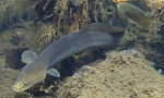 River eel